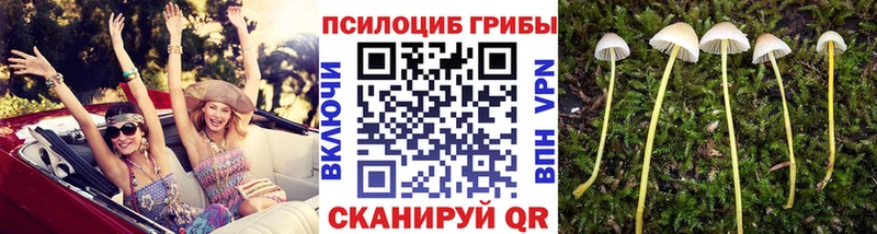 хочу наркоту  Шлиссельбург  Галлюциногенные грибы мицелий 